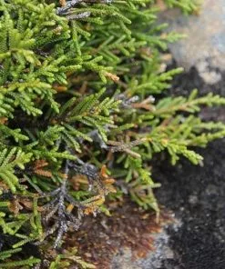 Future Forests All Conifers Microcachrys Tetragona - Creeping Strawberry Pine