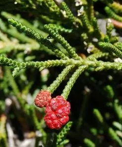 Future Forests All Conifers Microcachrys Tetragona - Creeping Strawberry Pine