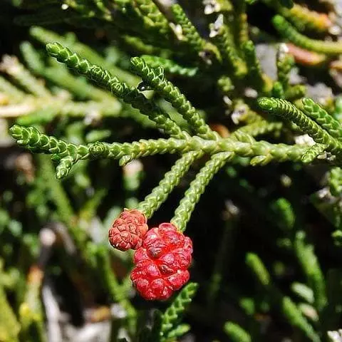 Future Forests All Conifers Microcachrys Tetragona - Creeping Strawberry Pine 3 Future Forests All Conifers Microcachrys Tetragona - Creeping Strawberry Pine