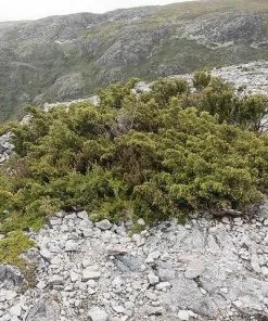 Future Forests All Conifers Microcachrys Tetragona - Creeping Strawberry Pine 9 Future Forests All Conifers Microcachrys Tetragona - Creeping Strawberry Pine