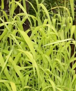 Future Forests Milium Effusum Aureum