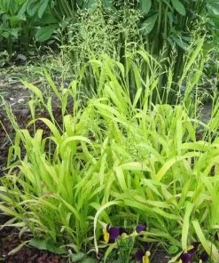 Future Forests Milium Effusum Aureum