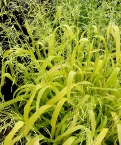 Future Forests Milium Effusum Aureum