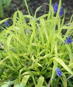 Future Forests Milium Effusum Aureum