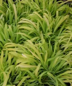 Future Forests Milium Effusum Aureum