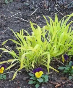 Future Forests Milium Effusum Aureum