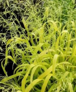 Future Forests Milium Effusum Aureum