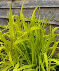 Future Forests Milium Effusum Aureum