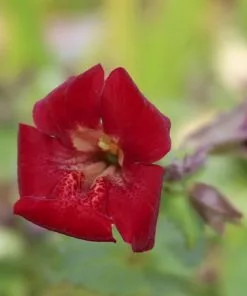 Future Forests Mimulus Cupreus Red Emperor