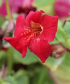Future Forests Mimulus Cupreus Red Emperor