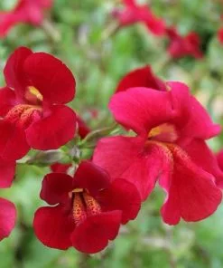 Future Forests Mimulus Cupreus Red Emperor