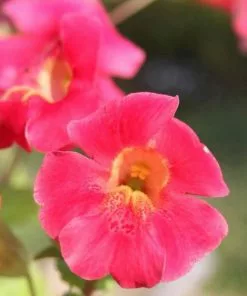 Future Forests Mimulus Cupreus Red Emperor