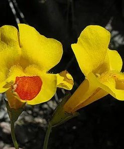 Future Forests Mimulus Luteus
