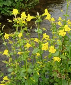 Future Forests Mimulus Luteus