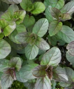 Future Forests Mint, Chocolate Herbs