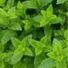 Future Forests Mint, Moroccan Herbs