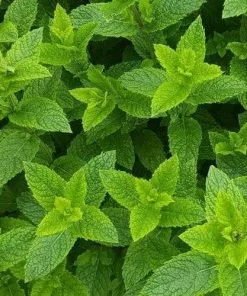Future Forests Mint, Moroccan Herbs