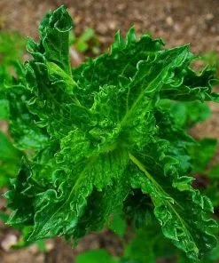 Future Forests Herbs Mint, Curly