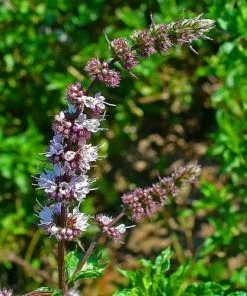 Future Forests Herbs Mint, Curly