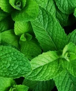 Future Forests Mint, Moroccan Herbs