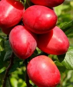 Future Forests Mirabelle Ruby®