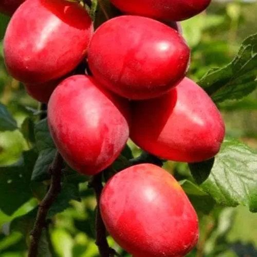 Future Forests Mirabelle Ruby® 3 Future Forests Mirabelle Ruby®