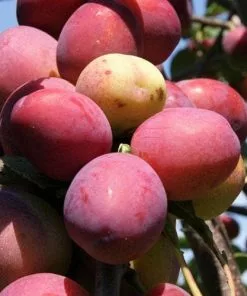 Future Forests Mirabelle Ruby®