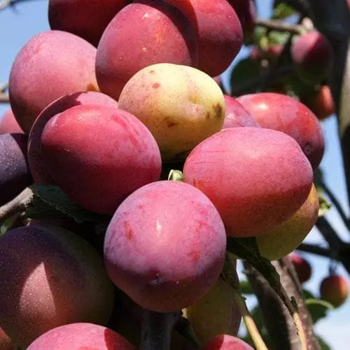 Future Forests Mirabelle Ruby® 4 Future Forests Mirabelle Ruby®