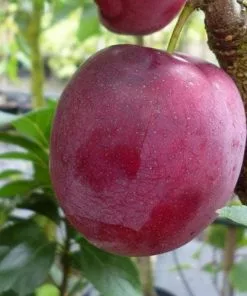 Future Forests Mirabelle Ruby® 8 Future Forests Mirabelle Ruby®