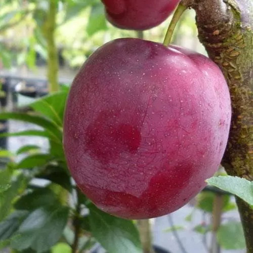 Future Forests Mirabelle Ruby® 5 Future Forests Mirabelle Ruby®