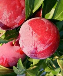 Future Forests Mirabelle Ruby® 9 Future Forests Mirabelle Ruby®