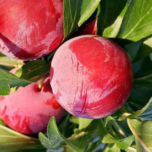 Future Forests Mirabelle Ruby® 6 Future Forests Mirabelle Ruby®