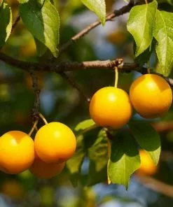 Future Forests Mirabelle De Nancy Fruit