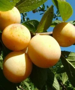 Future Forests Mirabelle De Nancy Fruit