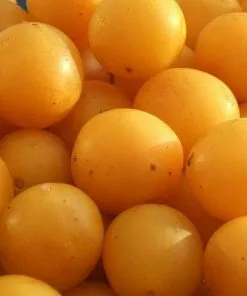 Future Forests Mirabelle De Nancy Fruit