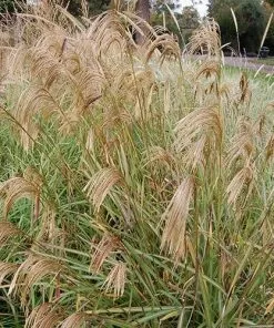 Future Forests Miscanthus Nepalensis