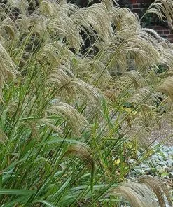 Future Forests Miscanthus Nepalensis