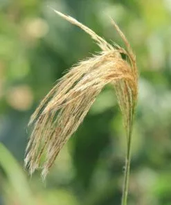 Future Forests Miscanthus Nepalensis