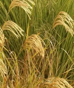 Future Forests Miscanthus Nepalensis