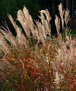 Future Forests Miscanthus Sinensis Ferner Osten More 8 Future Forests Miscanthus Sinensis Ferner Osten More