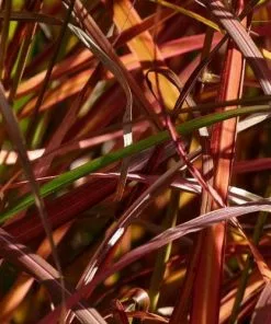 Future Forests Miscanthus Sinensis Ferner Osten More 7 Future Forests Miscanthus Sinensis Ferner Osten More