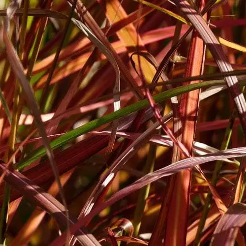 Future Forests Miscanthus Sinensis Ferner Osten More 4 Future Forests Miscanthus Sinensis Ferner Osten More