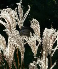 Future Forests Miscanthus Sinensis Ferner Osten More 9 Future Forests Miscanthus Sinensis Ferner Osten More