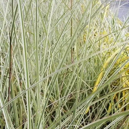 Future Forests Miscanthus Sinensis Morning Light More 7 Future Forests Miscanthus Sinensis Morning Light More