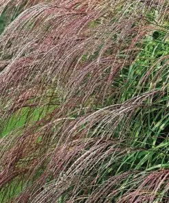 Future Forests Miscanthus Sinensis Little Zebra 5 Future Forests Miscanthus Sinensis Little Zebra