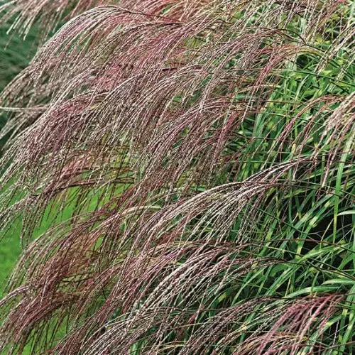 Future Forests Miscanthus Sinensis Little Zebra 4 Future Forests Miscanthus Sinensis Little Zebra