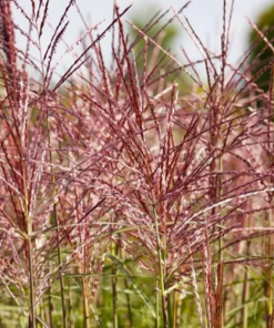Future Forests Miscanthus Sinensis Red Chief Grasses