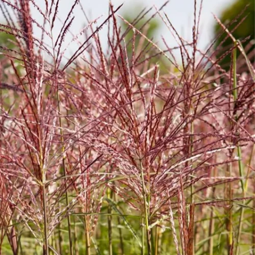 Future Forests Miscanthus Sinensis Red Chief Grasses 3 Future Forests Miscanthus Sinensis Red Chief Grasses
