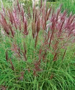 Future Forests Miscanthus Sinensis Red Chief Grasses 5 Future Forests Miscanthus Sinensis Red Chief Grasses