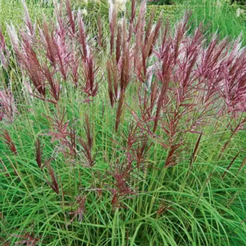 Future Forests Miscanthus Sinensis Red Chief Grasses 4 Future Forests Miscanthus Sinensis Red Chief Grasses